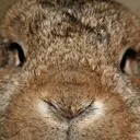 hahawabbit