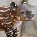 edibleanimals
