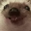 plzygupl