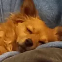 willthewizrad