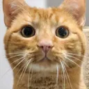 stigfinnegan
