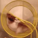 hamster1489