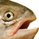 saucy_salmon
