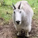 antifaschismaus