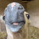 realskills#3261's avatar