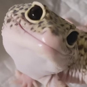 avatar Bambi eyes: requiem