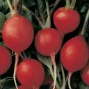 d.flowerrs