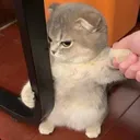 cookowa