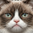 grumpy.cat