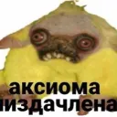 shurnyasha