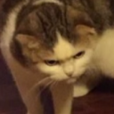 avatar Каріберт