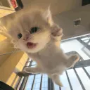 iluvzlpy