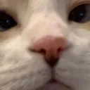 neovelvet