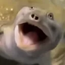 swqwp