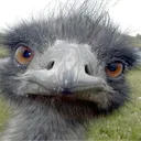 repeatbirds