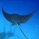 jaguaras1