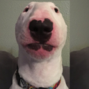 thatdoge
