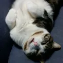 thecat42069