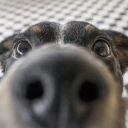 Daavydas profile picture