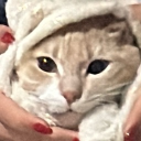 avatar Jace