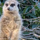 aussierogue