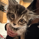 avatar spicyricecakez