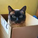 tinigame