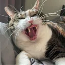 zudartslee