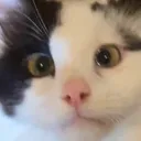 dopiz