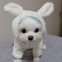 .ryankim