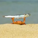 spooky21squid