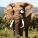 ankizle