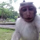 monkey2292
