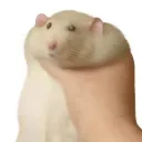 basistk