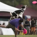 k9disc