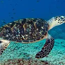 turseturtle