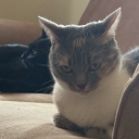 avatar Meowna Listha