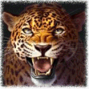 leopard9999