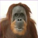 obskid avatar