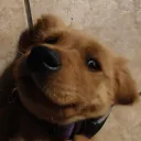 simonponn