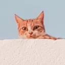 a_n_i_n_y_a