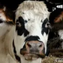 cowkow