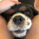 pawsttv