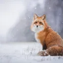 tech_fox