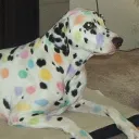 mazzie