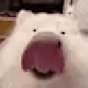 alexxgrib