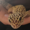 st4rdustdragon's Avatar