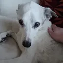g00se.exe