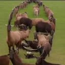 paqretozen