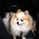 Sammy Fluffy